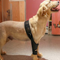 Miniatyrbillede 4 af 5: Forbenet/Bagben Støttebandage til Hunde - Genoptræning efter Forstuvning, Smertelindring, XS