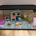 Miniatyrbilde 6 av 7: Hus til små dyr, gjemmested for hamster med morsom klatre- og skliestige, trehytte, leketøy til tygging for små dyr som dverghamster og mus