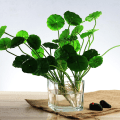 Miniatyrbillede 5 af 6: Sæt af 3 Glas Kvadratiske Vaser 5 x 5 Tommer – Klar Terningform Blomst