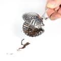 Miniatyrbillede 4 af 8: Sød te-si i rustfrit stål, løs tebladssi, filterdiffuser, urte-krydderi-skal-klemme