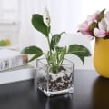 Miniatyrbillede 6 af 6: Sæt af 3 Glas Kvadratiske Vaser 5 x 5 Tommer – Klar Terningform Blomst