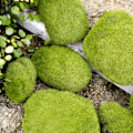 Miniatyrbillede 5 af 5: Assorterede Størrelser af Mos, Kunstige Stenstykker, Kugler