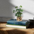 Miniatyrbillede 5 af 5: Glasflaske firkløverblad stedsegrøn simulering grøn plante