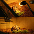 Miniatyrbillede 3 af 8: Varmelampe til krybdyr Skildpadde, klemmelampeholder med halogen B