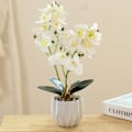 Miniatyrbilde 4 av 5: 3D-trykt film dobbel gaffel phalaenopsis bonsai hjem
