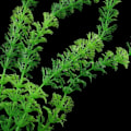 Miniatyrbillede 2 af 3: Kunstig plastikplante til akvarium Grøn