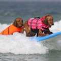 Miniatyrbillede 5 af 5: Hundevest, Reflekterende Livredder med Redningshåndtag