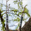 Miniatyrbillede 5 af 5: Havetape til frugttræer, Phytoremediation Sprout
