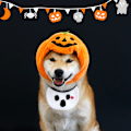 Miniatyrbillede 4 af 5: Halloween-hat til kæledyr - Græskarhat