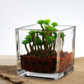 Miniatyrbillede 3 af 6: Sæt af 3 Glas Kvadratiske Vaser 5 x 5 Tommer – Klar Terningform Blomst