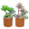 Miniatyrbilde 1 av 5: 2 stk. simulerte sukkulenter kombinasjon bonsai kreativ
