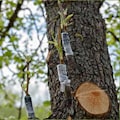 Miniatyrbillede 4 af 5: Havetape til frugttræer, Phytoremediation Sprout