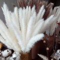 Miniatyrbillede 2 af 6: Tørret Pampasgræs Stor Høj Fluffy Pampas Stilke Hvid Pampas