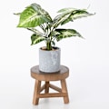 Miniatyrbild 1 av 5: Liten träväxtpall - Rund träblomkruka stativ - Inomhus utomhus - Modern inredning (1)
