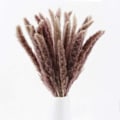 Miniatyrbilde 1 av 7: Tørkede Pampasgress-fjær 30 stk 17 tommer høye Naturlige Phragmites
