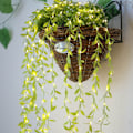 Miniatyrbild 2 av 5: Timerfunktion för LED-ljusslinga, enkel installation med USB-ström för konstgjorda hängande växter, 95 cm hög varmvit (1 st)