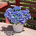Miniatyrbilde 3 av 5: Kunstige Geranium Blomster Falsk Geranium Busk Lang Kunstig Silkeblomst Plante for Utendørs Plantekasse Hage Hjem Dekor (Blå) Blue