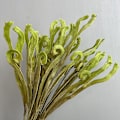 Miniatyrbillede 2 af 5: Kunstig Epiphyllum Væg Grønt Bregne Dekor Hjortetakbregne Løv Epiphyllum branch