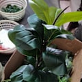Pikkukuva 5 / 5: 6x Tekokasveja Viikunapuunlehti Faux Ficus Lyrata Puu Väärennetyt Vihreät Pensaat Vihreys Puutarhaan P