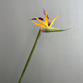 Miniatyrbilde 6 av 6: Stor, høykvalitets kunstig paradisfuglblomst for hjemmeinnredning og bryllupsrekvisitter Soft gel bird of paradise orange