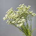 Miniatyrbillede 3 af 6: Kunstige blondeblomster boligindretning falske blomster bryllupsrekvisitter blonde vandbambus yellow