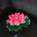 Miniatyrbillede 1 af 11: Flydende Kunstig Lotus Simulation Lotus Vandplanter Falsk Åkande til Have Dam Terrasse Dekoration Peach