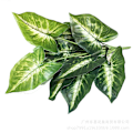 Miniatyrbild 5 av 6: Konstgjorda Växter Grönska Krukväxter Väggdekorationer 12-Pack Taro Blad Calathea 12 taro leaves white and green
