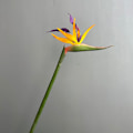 Pikkukuva 3 / 6: Suuri Laadukas Keino Paratiisilinnunkukka Kodin Sisustukseen ja Häärekvisiitaksi Soft gel bird of paradise orange