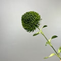Miniatyrbillede 6 af 6: Til Deebot X1S PRO Omni Turbo Støvsuger HEPA Filter Støvboks