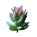 Pikkukuva 1 / 5: 1kpl Keinotekoinen Mehikasvi Puutarha Elävä DIY Koti Toimisto Bonsai Sisustus 3