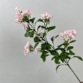 Miniatyrbilde 1 av 6: Simulert Duftende Osmanthus Bryllup Hjem Dekor Kunstige Blomster Pink