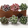 Miniatyrbillede 5 af 5: 15 stk. Mini Kunstige Sukkulenter Planter, Falske Sukkulenter Realistisk Plastik Kaktus, Bulk Faux Sukkulent Uden Potte Assorteret Til Indendørs Og Udendørs Diy D