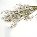 Miniatyrbillede 2 af 6: Simuleret Lærkespore Enkelt Gren 3-Grenet Kunstig Blomst Hjem Bryllupsdekoration Violet Mini Orkide Sky Blue