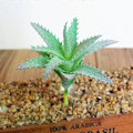 Pikkukuva 5 / 5: 1kpl Keinotekoinen Mehikasvi Puutarha Elävä DIY Koti Toimisto Bonsai Sisustus 4