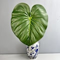 Miniatyrbillede 1 af 6: Stor Taktil Monstera Blad Kunstig Grøn Planteindretning i Maillard Farveskema Large Philodendron Green