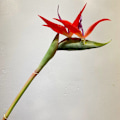 Miniatyrbild 1 av 6: Paradisfågelblomma Enkel Stjälk Konstgjord Blomma Heminredning Mjukt Gummi Simulationsblomma red