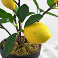 Miniatyrbild 2 av 4: [Med kruka] Simulerad frukt liten krukväxt 20x10x12cm