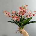 Miniatyrbillede 3 af 5: 2-grenet silkeorkidé med blade, kunstig blomst til bolig- og bryllupsdekoration High imitation perfume Milan white