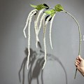 Pikkukuva 1 / 5: Simuloitu Riisi Häät Rakkaus Kyyneleet Pehmeä Silkki Riippuvat Kattokukat Kodin Sisustus Amaranthus caudatus pure white