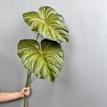 Miniatyrbillede 4 af 6: Stor Taktil Monstera Blad Kunstig Grøn Planteindretning i Maillard Farveskema Small Philodendron Small Deep Grain