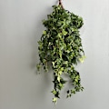 Pikkukuva 3 / 6: Keinotekoinen muratti viiniköynnös, vihreä kasvi koristeeksi 15-leaf Mini Ivy Green