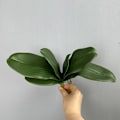 Pikkukuva 4 / 5: Keinotekoiset perhosorkidean lehdet, tekolehtivihreä ruukkukasveille, hääkoristeet, näyteikkunan somistus Small five pieces