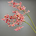 Miniatyrbillede 1 af 6: 3D-printet edderkoppeorkidé-simuleringsblomst til hjem, hotel, bryllupsdekoration Pink Purple