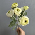 Miniatyrbilde 6 av 6: Kunstig 7-hodet Fløyelskamelia Peon Bryllupsdekor Flerlags Ranunkel Silkeblomst 7 Heads of Champagne