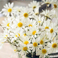 Pikkukuva 2 / 5: 10 kpl 50 cm Keinotekoisia Daisy-kukkia, irtotavarana hääkimppuihin, kotijuhliin ja puutarhakoristeisiin White