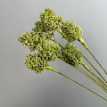 Pikkukuva 3 / 6: Keinotekoinen yksittäinen ruohosipulikukka yrityksen pöytäkoristeeksi, muovinen voikukka hääkuvausympäristöön Single scallion flower white