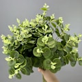 Pikkukuva 1 / 6: 3D-tulostettu 16-lehtinen eukalyptusrahapuu kodin sisustukseen Bundle of 16 money leaves dark green