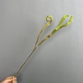 Miniatyrbillede 1 af 5: Kunstig Epiphyllum Væg Grønt Bregne Dekor Hjortetakbregne Løv Epiphyllum branch