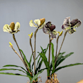 Miniatyrbilde 4 av 6: Simulert Paphiopedilum PVC Føles Ekte Kunstig Blomst Hjemmeinnredning 2-Hodet med Blader Orkidé Myk Dekor Green Elf