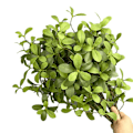 Miniatyrbilde 5 av 5: Kunstige blader Sjølandskap Vårblomst Falske planter for hjemme- og hotelldekor Island Spring Flowers Green